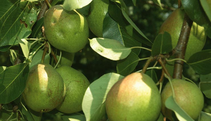 healthy benefits of eating pear fruits,pear fruit,health tips in hindi