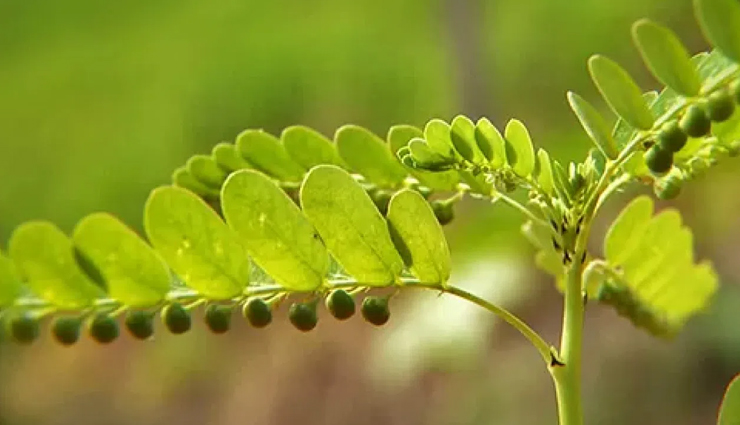 remedies to get relief from gallstones,tips to treat gallstones,treating gall stones,healthy living,Health tips