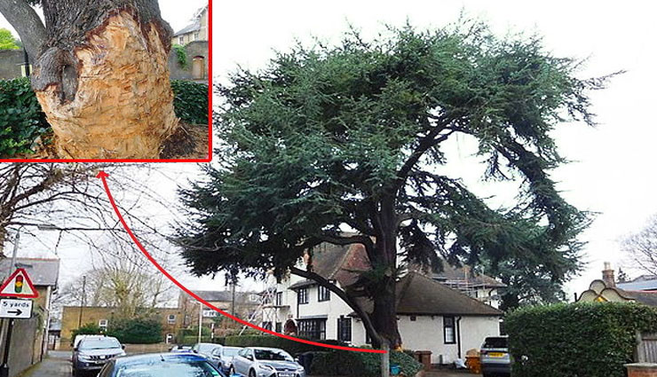  पेड़ का तना छीलना भारी पड़ा इस शख्स  को, लगा 55 लाख रुपए का जुर्माना