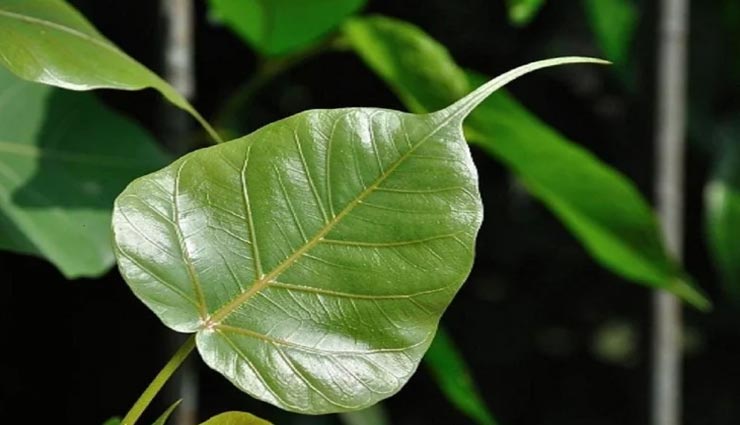 astrology tips,astrology tips in hindi,purse related vastu,things bring money