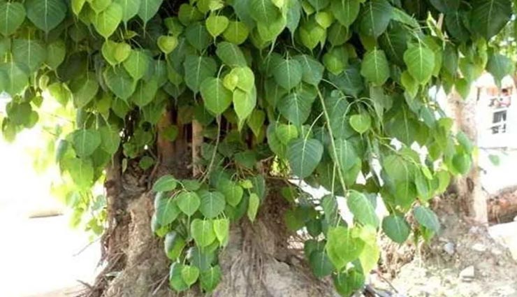 दीपक जलाते समय जरूर करें इन नियमों का पालन, अन्यथा नहीं मिल पाता लाभ astrology tips,astrology tips in hindi,lamp during worship