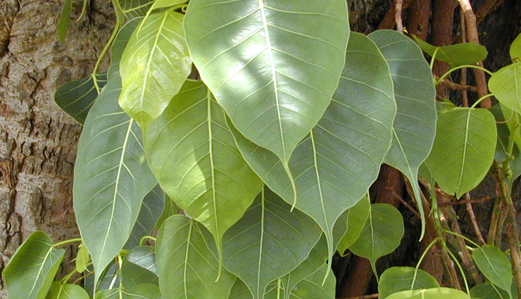 natural remedies to reduce cholesterol,effective remedies to lower cholesterol,best remedies to reduce cholesterol,cholesterol-lowering remedies that work,herbal remedies to reduce cholesterol,home remedies to lower cholesterol,remedies to lower cholesterol naturally,quick remedies to reduce cholesterol,natural remedies for high cholesterol,home remedies for high cholesterol,remedies to lower cholesterol and triglycerides,remedies to lower cholesterol without medication,foods and remedies to lower cholesterol,remedies to lower cholesterol and blood pressure,remedies to reduce ldl cholesterol,remedies to increase hdl cholesterol,remedies to reduce cholesterol and lose weight,remedies to reduce cholesterol with garlic,remedies to reduce cholesterol with turmeric,remedies to reduce cholesterol with arjun,remedies to reduce cholesterol with peepal,remedies to reduce cholesterol with ashwagandha,remedies to reduce cholesterol with olive oil