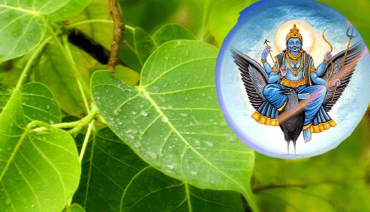astrology tips,astrology tips in hindi,peepal tree worship,peepal tree miraculous benefits