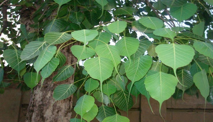 astrology tips,astrology tips in hindi,money crunch,things in wallet get good fortune