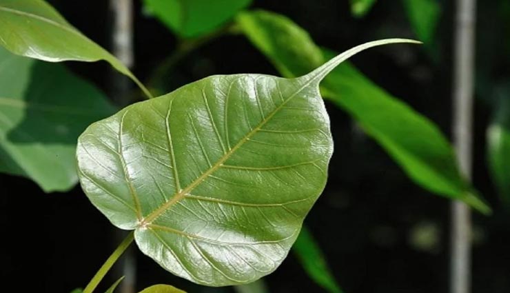 इन 4 चीजों में से कोई 1 रखें अपने पर्स में, कभी नहीं होगी धन की कमी vastu tips,vastu tips in hindi,wallet vastu tips,money in wallet