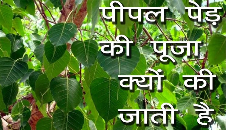 पीपल के पेड़ की पूजा दिलाती हैं चमत्कारिक लाभ, जरूर जानें