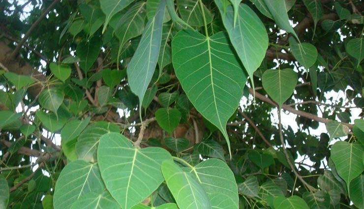 गंभीर से गंभीर बीमारियों को दूर भगाने में सक्षम हैं पीपल के पत्ते Health tips,health benefits peepal tree,peepal tree,Health