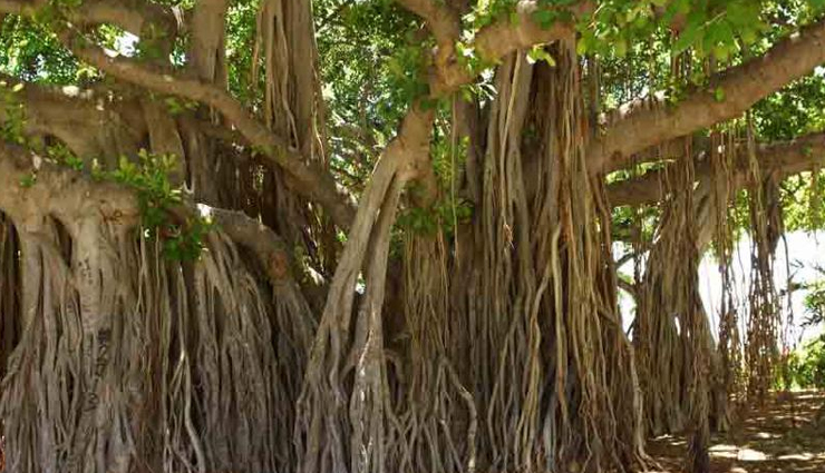 खतरनाक स्थिति पैदा कर सकती हैं सूखी खांसी, इन उपायों से मिलेगा आपको आराम how do you cure a dry cough,dry cough care treatment,home remedies to get rid of dry cough,reason for dry cough,dry cough medicine,causes for dry cough,healthy living,health news in hindi