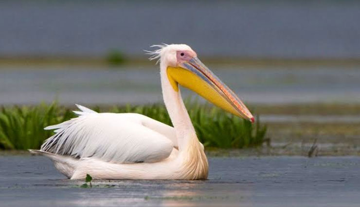 andhra pradesh,sanctuaries of andhra pradesh,pelican birds,kolleru lake bird sanctuary,nelapattu bird sanctuary,uppalapadu bird sanctuary,chitrangudi bird sanctuary,pulicat lake bird sanctuary
