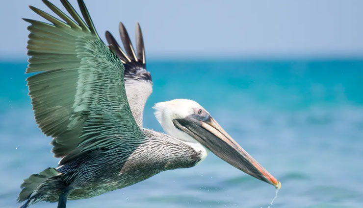 sanctuaries in andhra pradesh,places to spot spot pelican birds,pelican birds,andhra pradesh,kolleru lake bird sanctuary,nelapattu bird sanctuary,uppalapadu bird sanctuary,chitrangudi bird sanctuary,pulicat lake bird sanctuary