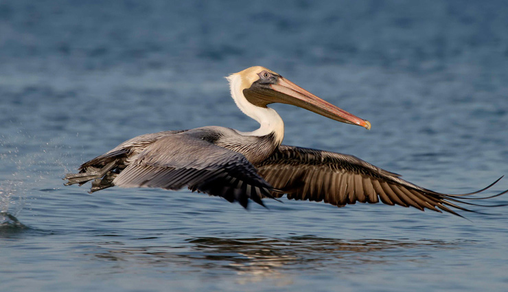 5 Sanctuaries To Spot Pelican Birds in Andhra Pradesh