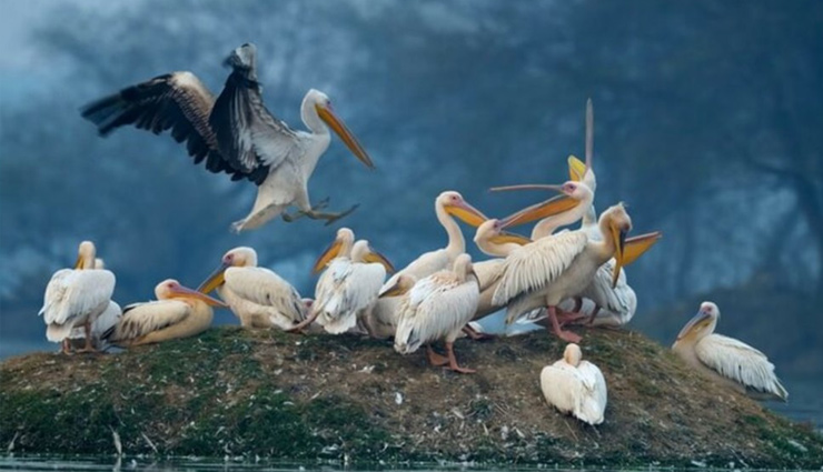 andhra pradesh,pelican birds,kolleru lake bird sanctuary,nelapattu bird sanctuary,uppalapadu bird sanctuary,chitrangudi bird sanctuary,pulicat lake bird sanctuary
