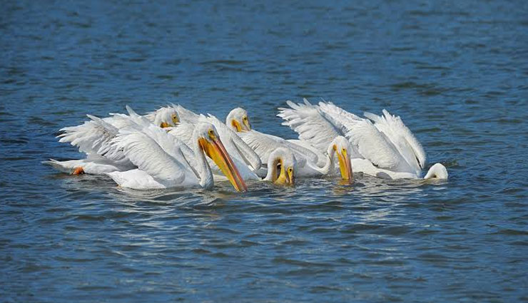andhra pradesh,sanctuaries of andhra pradesh,pelican birds,kolleru lake bird sanctuary,nelapattu bird sanctuary,uppalapadu bird sanctuary,chitrangudi bird sanctuary,pulicat lake bird sanctuary