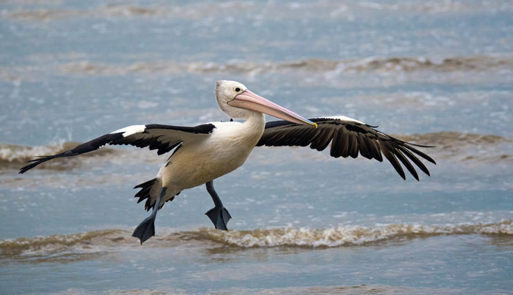 sanctuaries in andhra pradesh,places to spot spot pelican birds,pelican birds,andhra pradesh,kolleru lake bird sanctuary,nelapattu bird sanctuary,uppalapadu bird sanctuary,chitrangudi bird sanctuary,pulicat lake bird sanctuary