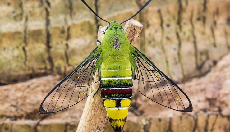 australian unique wildlife,bizarre wildlife australia,unusual animals down under,extraordinary wildlife of australia,quirky australian fauna,weird and exotic creatures australia,fascinating wildlife encounters,australias peculiar wildlife,strange animals of the land down under,astonishing australian fauna