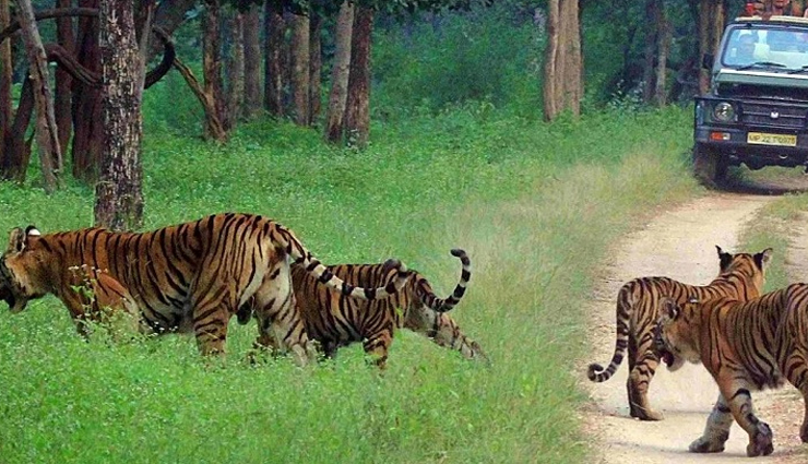 national parks in india,jungle safari in india,wildlife sanctuaries in india,best national parks for jungle safari,wildlife tourism in india,top wildlife destinations in india,best national parks for wildlife photography,bird watching in national parks of india,jeep safari in indian national parks,wildlife adventure in india