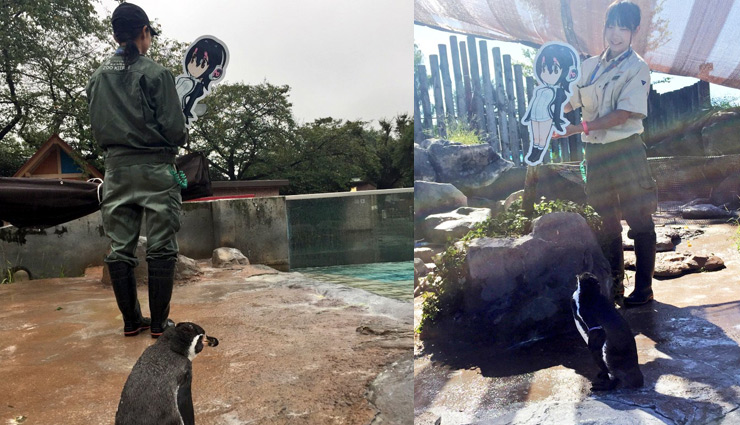 World's Saddest Penguin Was Left Heartbroken After Cardboard Was Removed