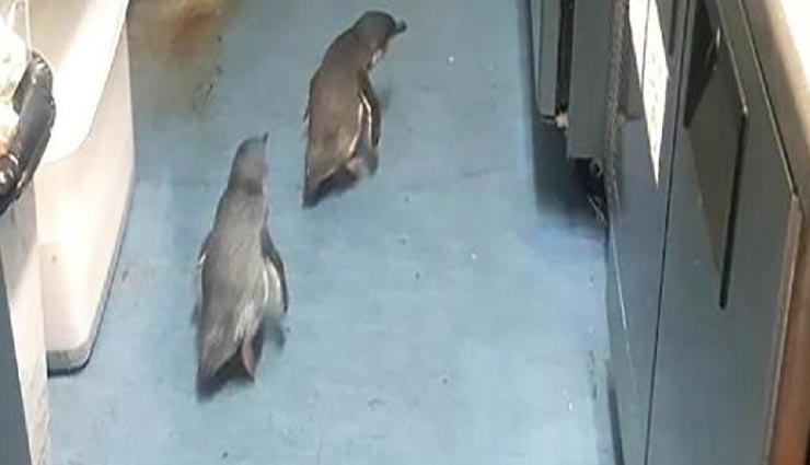 weird news,weird incident,penguins arrested by police,newzeland ,अनोखी खबर, अनोखा मामला, पेंग्विन की गिरफ्तारी, न्यूजीलैंड