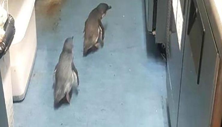 weird news,weird incident,penguins arrested by police,newzeland