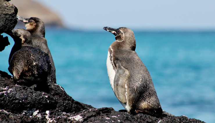 penguins,countries to spot penguins