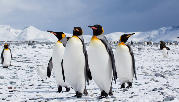 5 Countries Where You Can Spot Penguins