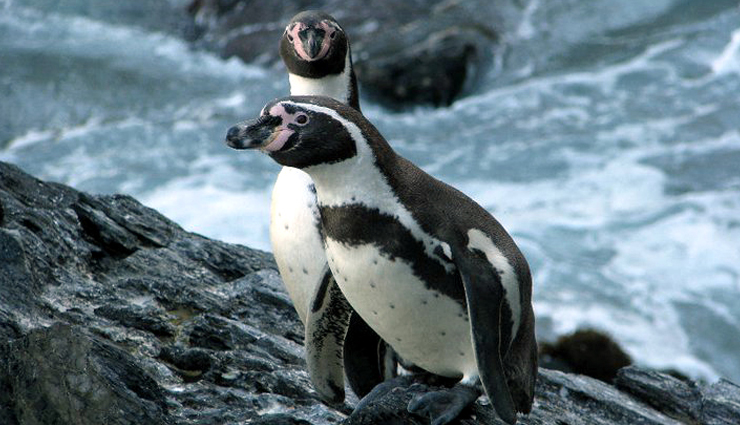 penguins,countries to spot penguins