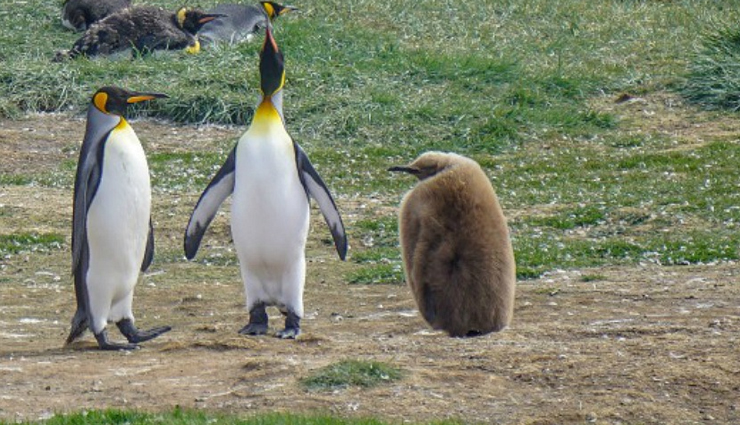 penguins,countries to spot penguins