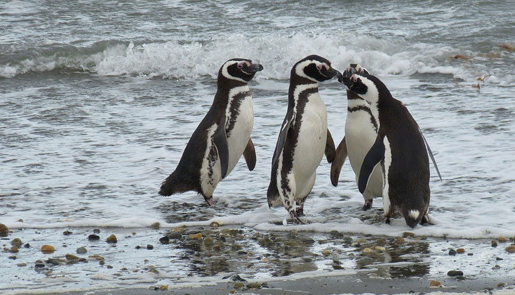 penguins in chile,places to spot penguins,chile,isla magdalena,parque pinguino rey,seno otway,chiloe,martillo island
