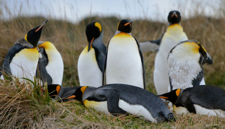 penguins in chile,places to spot penguins,chile,isla magdalena,parque pinguino rey,seno otway,chiloe,martillo island