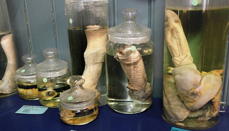 museum dedicated to penis,penis museum,the icelandic phallological museum,weird museum,weird story