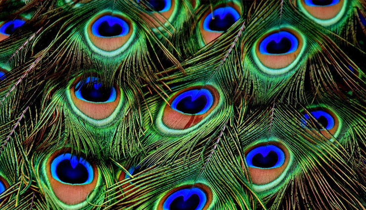 Navratri 2022: मां दुर्गा को प्रसन्न करने के लिए नवरात्रि के दिनों में घर में लाएं ये चीजें, होगी हर मनोकामना पूरी navratri 2022,navratri puja,shardiya navratri