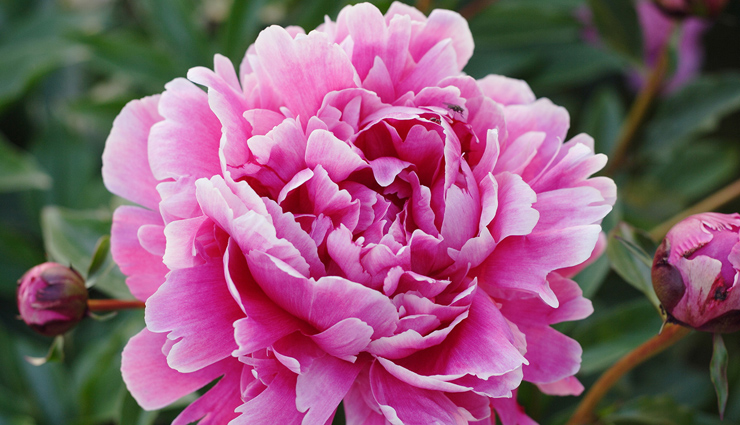 flowers,7 flowers whose beauty is amazing,most beautiful flowers around the world,amazing beautiful flowers,orchids,daffodils,dahlia,gladioli,carnations,apple blossom,peony