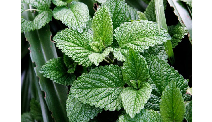 mosquito,house hold tips,home