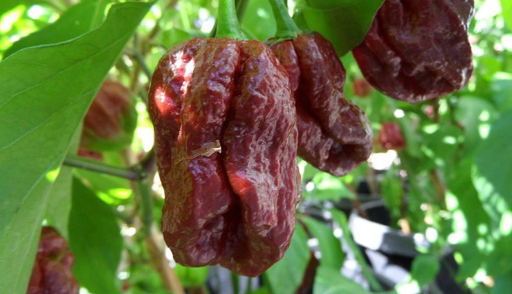 hottest peppers in the world,travel,holidays,hottest  peppers