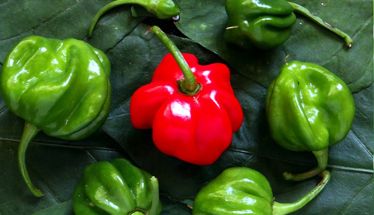 hottest peppers in the world,travel,holidays,hottest  peppers