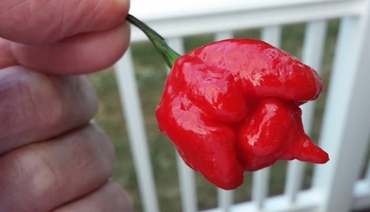 hottest peppers in the world,travel,holidays,hottest  peppers