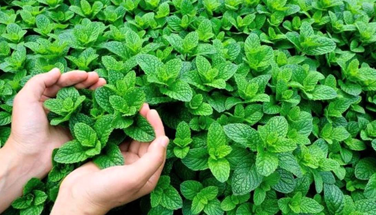 household,5 medicinal plants to grow at home,medicinal plants,kitchen garden plants