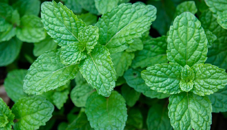 herbs for hair growth,natural remedies for hair loss,promote hair growth naturally,herbal treatments for hair loss,ayurvedic herbs for hair growth,essential oils for hair growth,natural supplements for hair growth,holistic remedies for hair loss,natural ingredients for hair growth,herbal hair care products