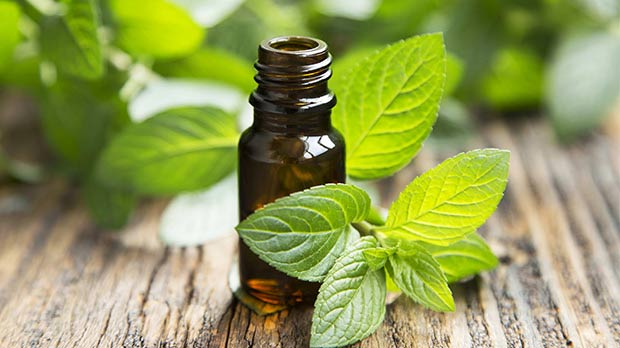 essential oil for asthma,essential oils for treatment,home remedies for asthma,home remedies for bronchitis,bergamot and roman chamomile essential oil mix,tea tree essential oil,eucalyptus essential oil,frankincense essential oil,peppermint essential oil