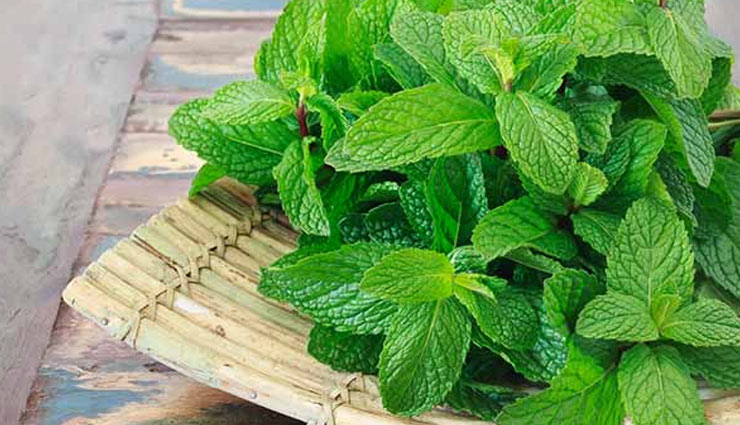 Peppermint Leaves are The Most Helpful Natural Medicine for Summers