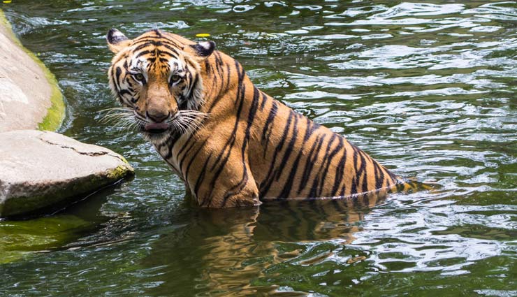 A Protected Area in Kerala, Periyar National Park