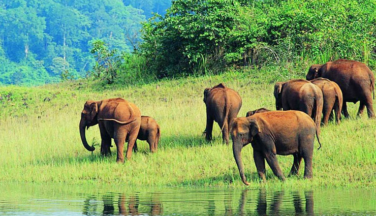 दक्षिण भारत के केरल राज्य में स्थित है 'पेरियार राष्ट्रीय उद्यान', पाए जातें है नील गाय, साम्भर, भालू, चीता,हाथी और तेन्दुआ
