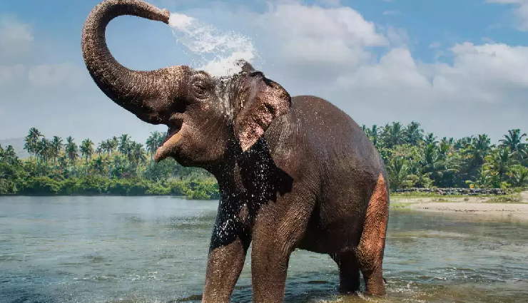 idukki scenic spots,picturesque attractions in idukki,best views in idukki,natural beauty of idukki,idukki tourist spots,scenic wonders in idukki,idukki sightseeing,must-visit scenic places,idukki hill stations,serene landscapes in idukki