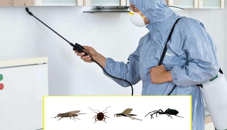 इन घरेलू चीजों से करें पेस्ट कण्ट्रोल, बचेंगे बिमारियों से household items,pest control tips,pest control with household items,household tips,ants,cockroaches,mosquitoes
