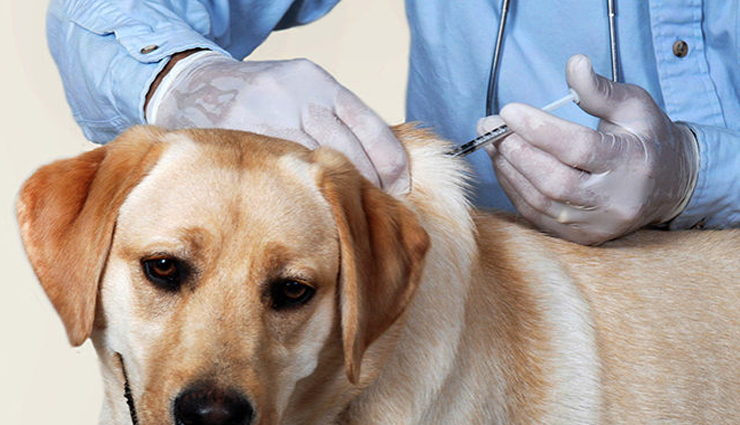 remove pet hair from your house,tips for removing pet hair,household tips,home decor tips,home cleaning tips