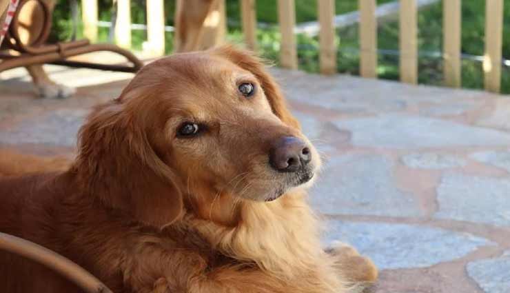 भारत के इस राज्य में पालतू जानवरों को लेकर किया गया यह अनोखा फैसला