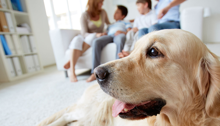 ways to treat pet allergy,pet allergy,treating pet allergy,healthy living,Health tips