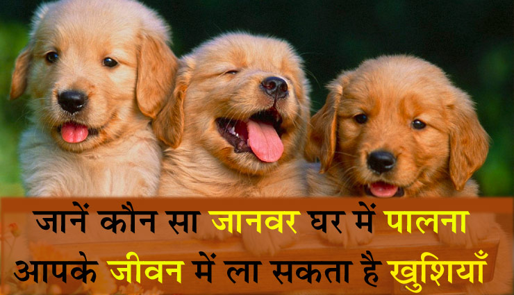 जानें कौन सा जानवर घर में पालना आपके जीवन में ला सकता है खुशियाँ