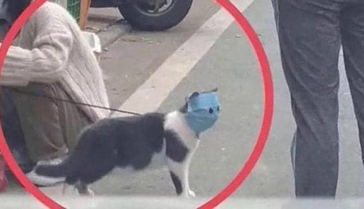 coronavirus,dogs and cats,coronavirus,cat and dogs,coronavirus news,weird news