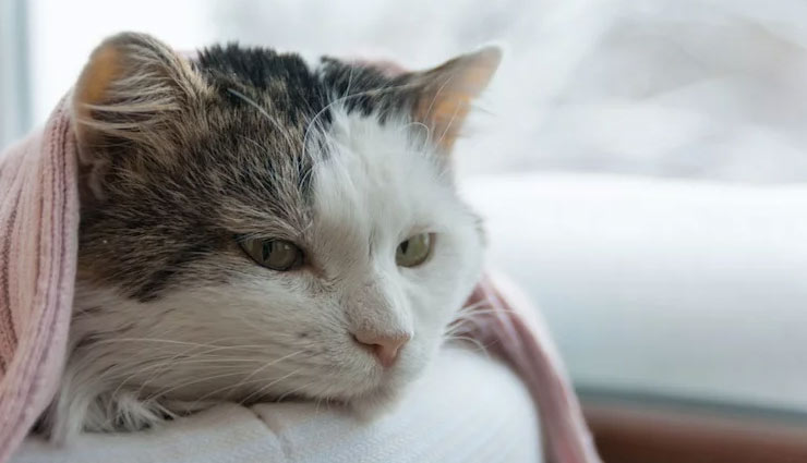 pet animal according to zodiac sign,astrology tips,pet animal to adopt,adopting animal astrology tips